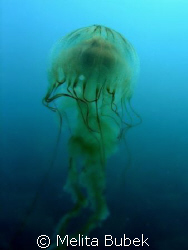 Jellyfish /c5060wz/ Fiesa, Slovenia by Melita Bubek 